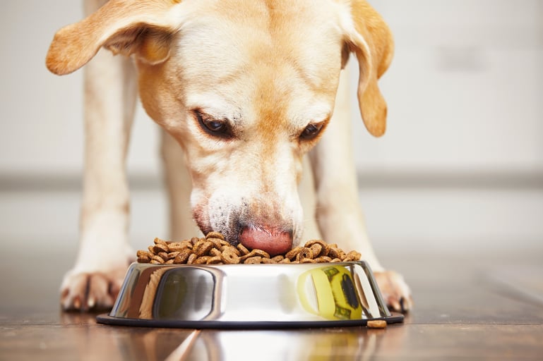 Dog eating out of their bowl 